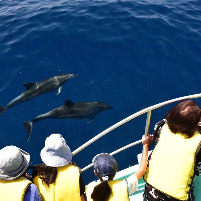 Whale Watching宇佐