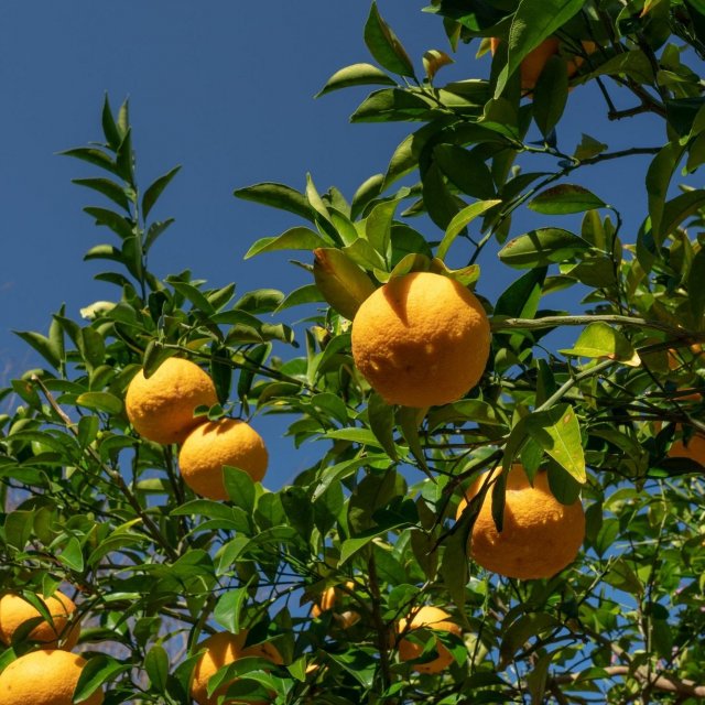 Tosa Kochi Fruit Farms