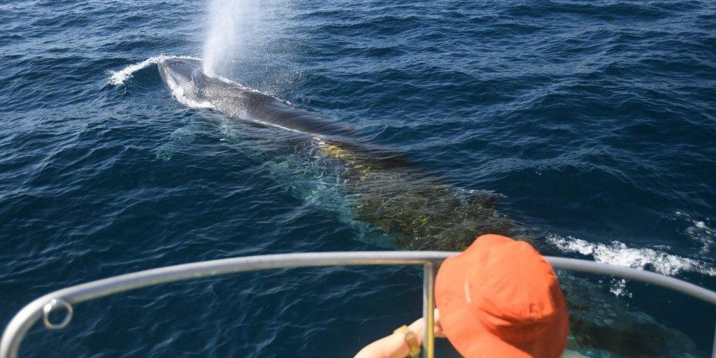 观赏鲸鱼和海豚