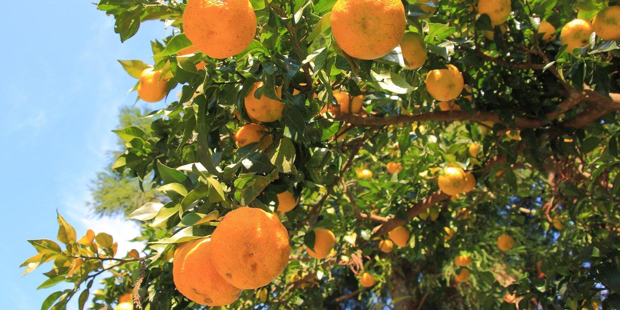 ～前往香橙飘香的山林～　巡游日本遗产“香橙路”之旅