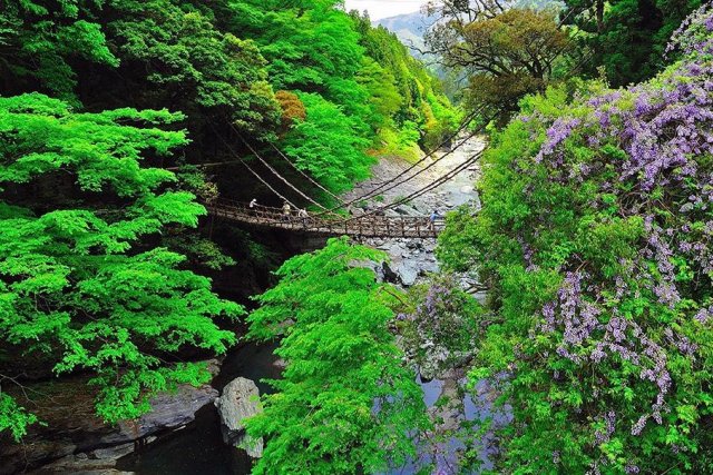 大步危遊覽船、祖谷葛藤橋觀光