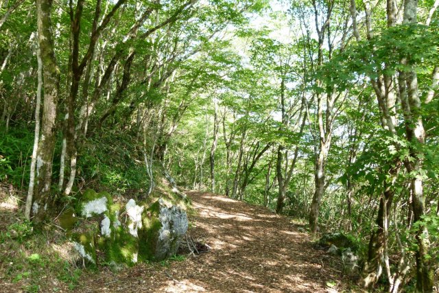 天狗高原森林癒步道