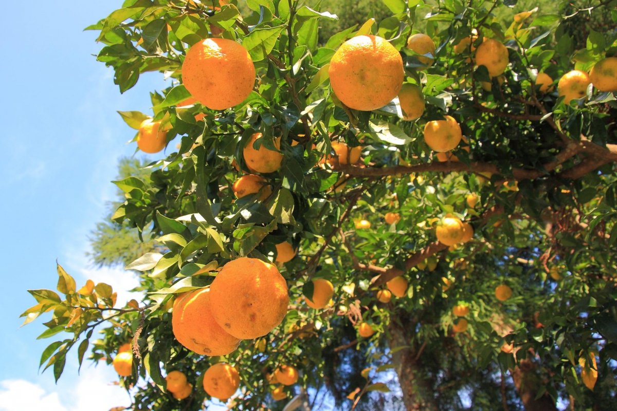 柑橘味“香橙路”的历史和风味