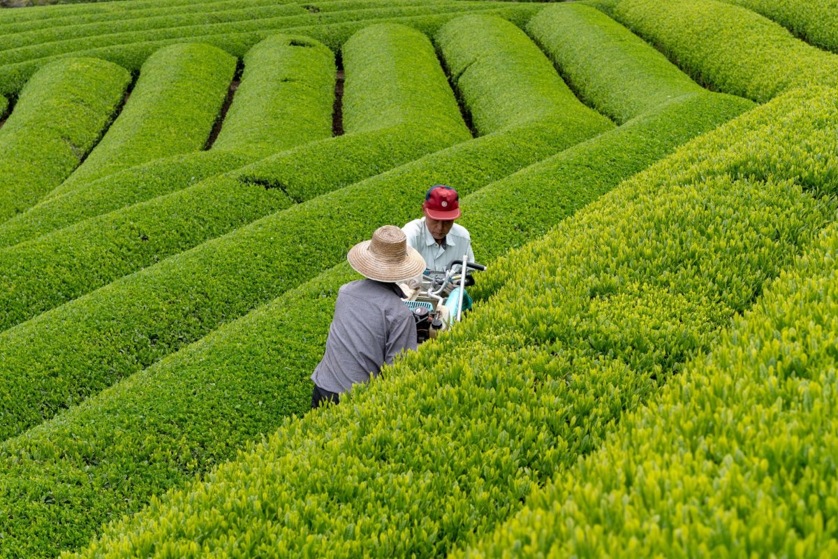 Tosa Tea：Discover Japan’s “best-kept secret,” one cup at a time