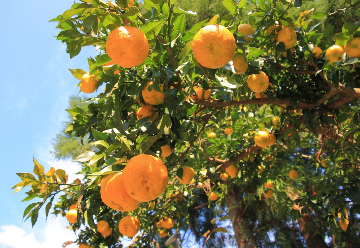 History and Flavors on the CitrusScented Yuzu Road ｜Highlights｜VISIT