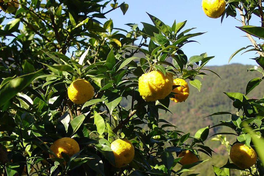 Yuzu - the aromatic Japanese citrus fruit