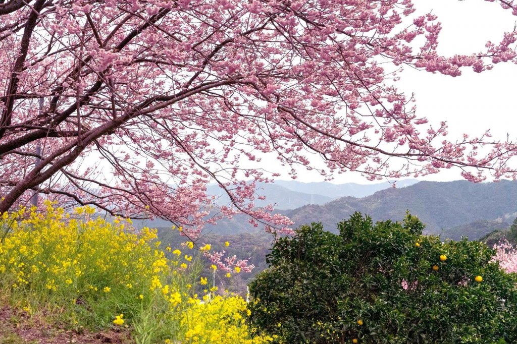 Peach Blossoms: Japan's Other Spring Flower Blossoms