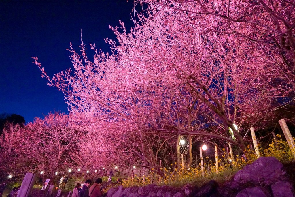 Peach Blossom: The Best Japanese Flower - Sakuraco