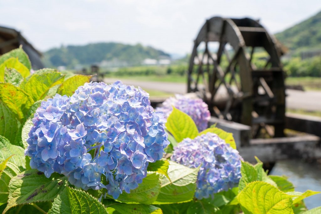 探寻姹紫嫣红的绝美景色 特辑 Visit Kochi Japan